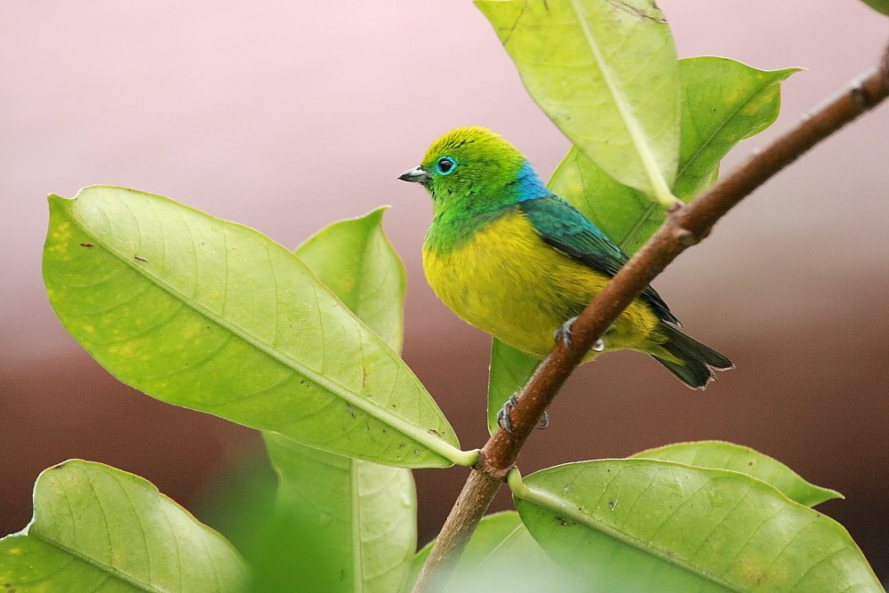 Blue-napped Chlorophonia