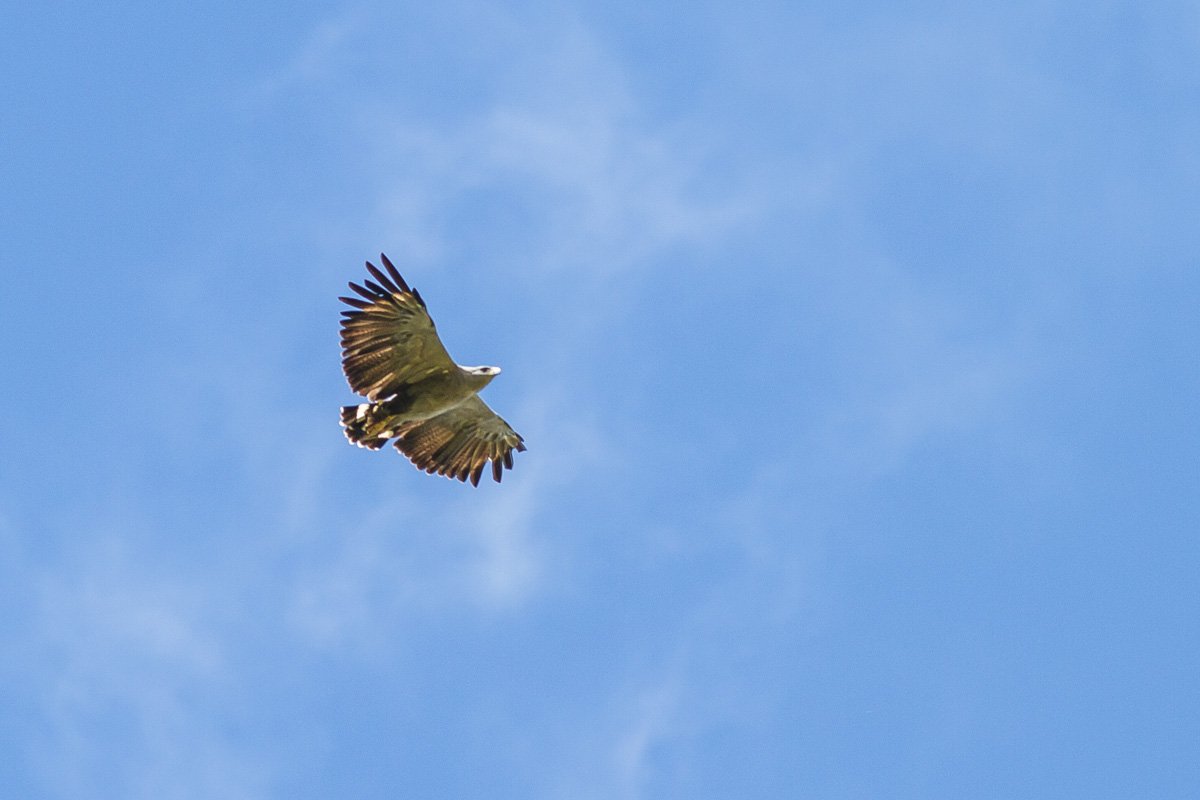 Chaco Eagle