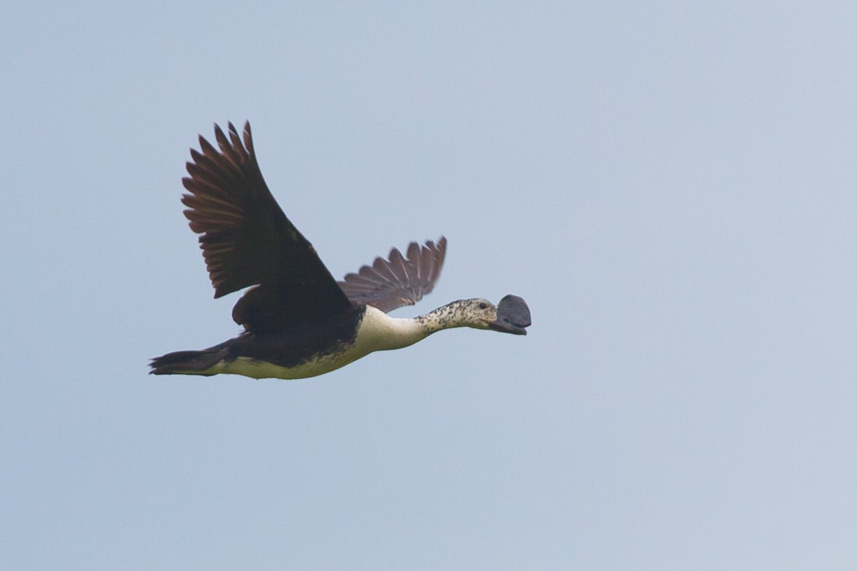 Comb Duck