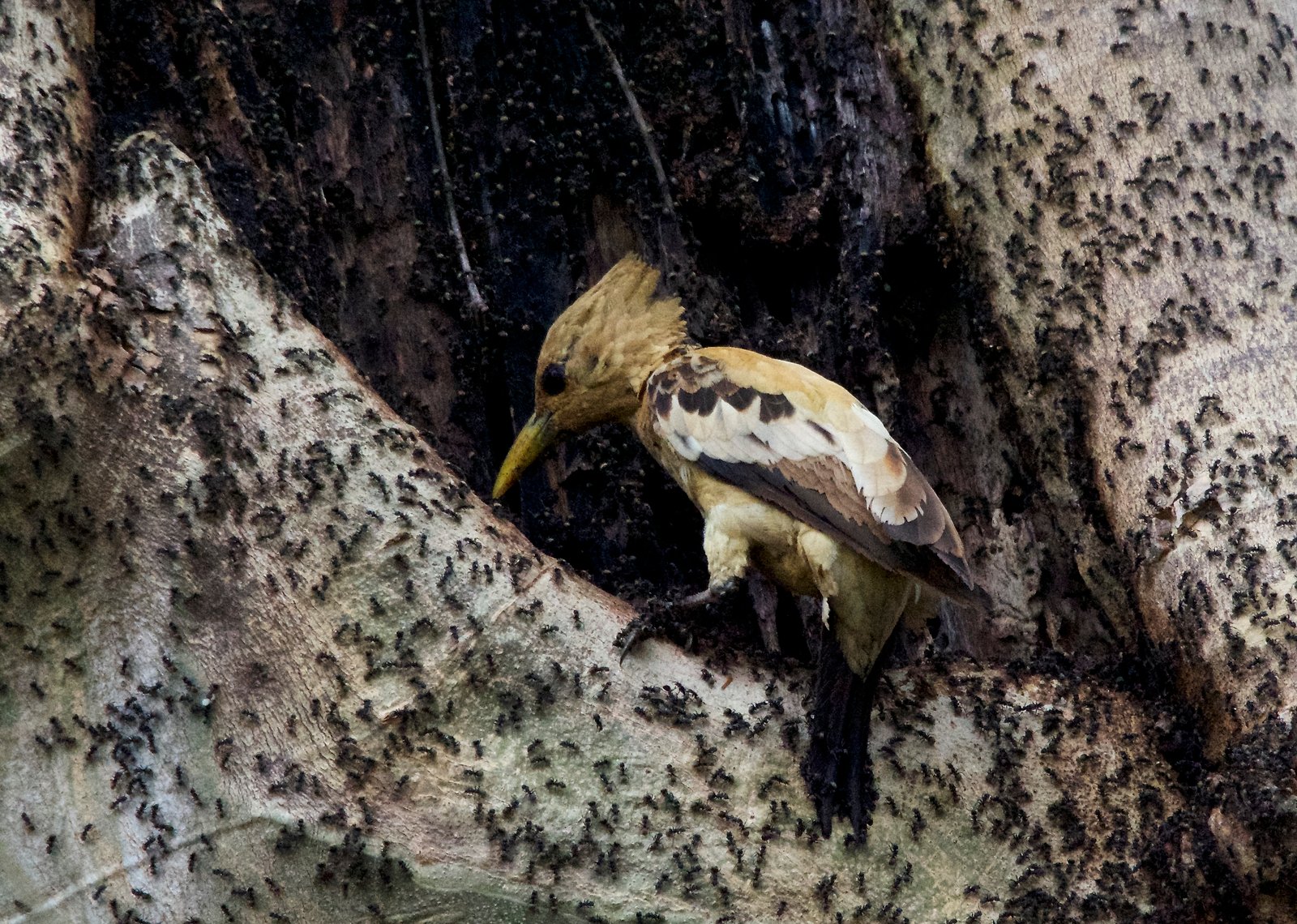 Cream-colored Woodpecker