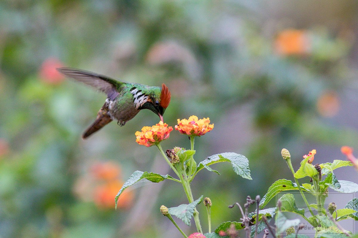 Frilled Coquette