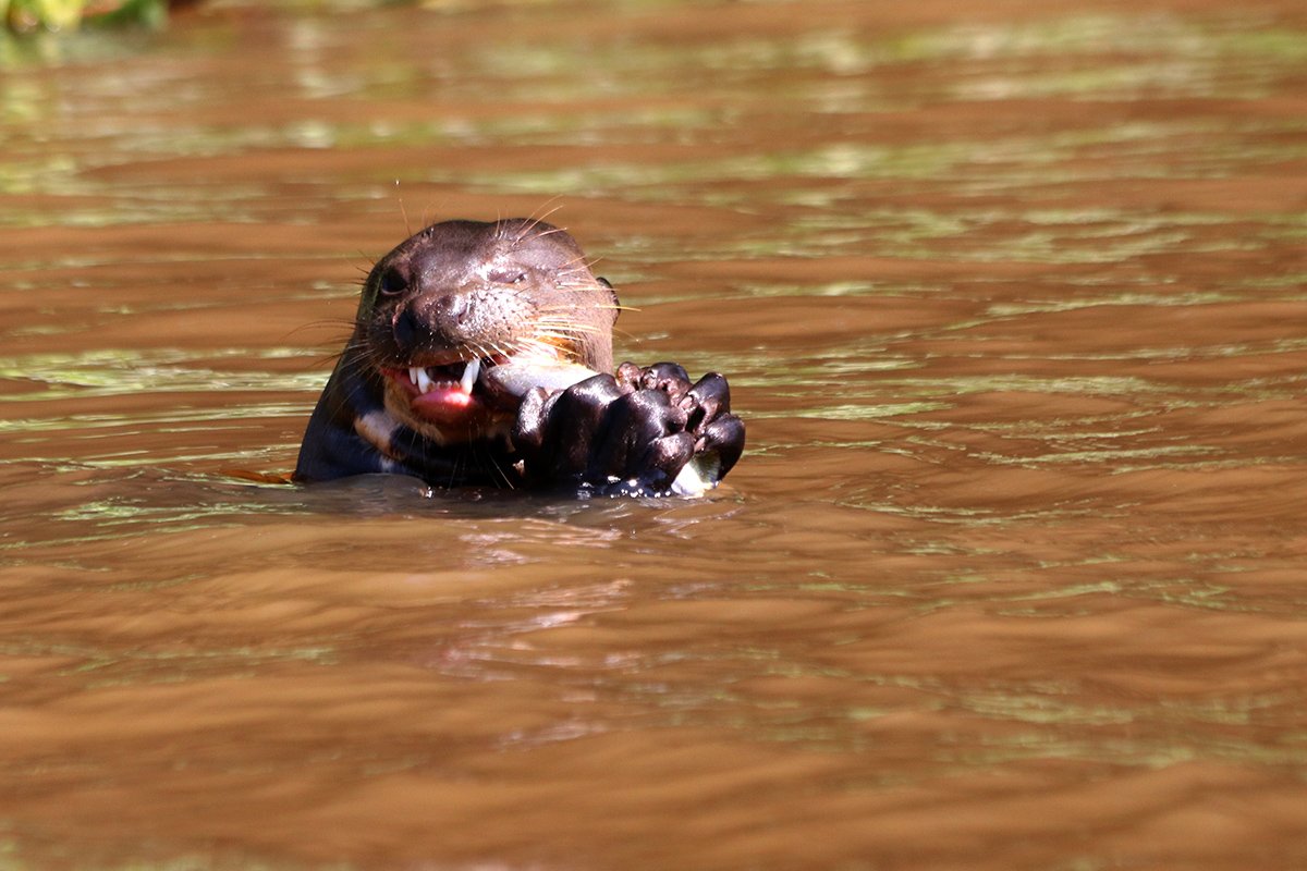 Giant Otter