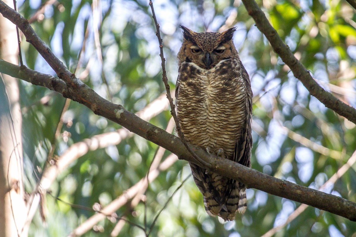 Great Horned Owl