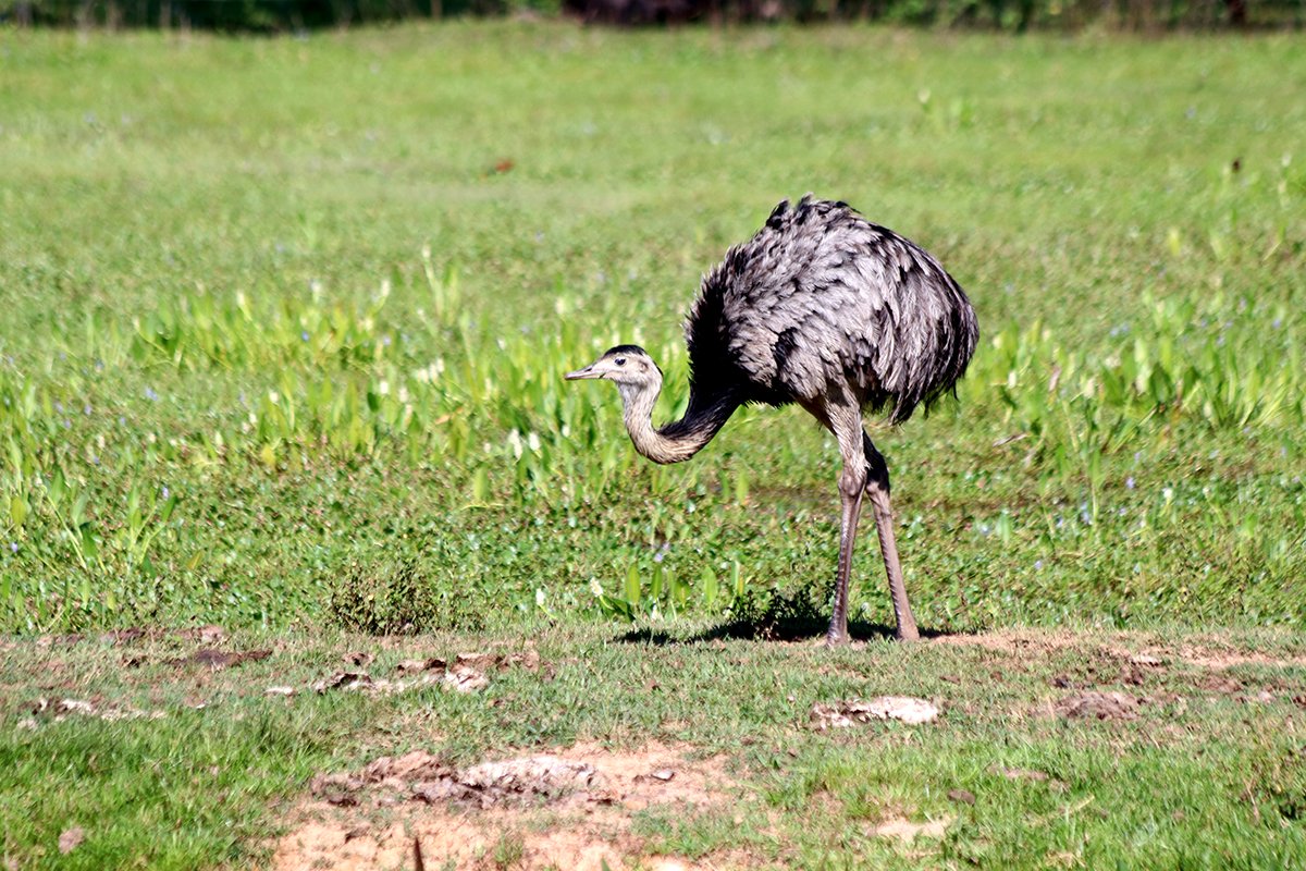 Great Rhea