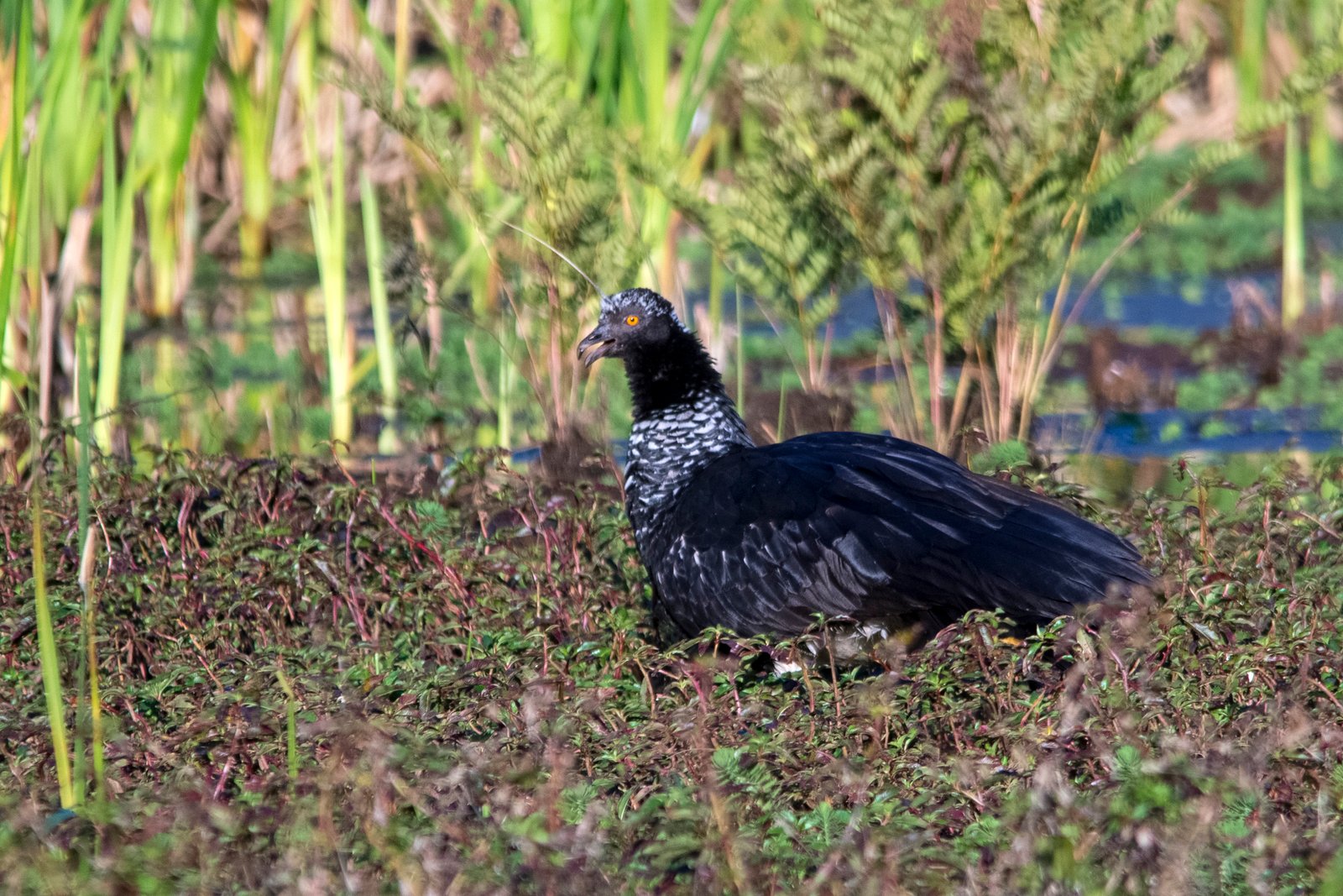 Horned Screamer