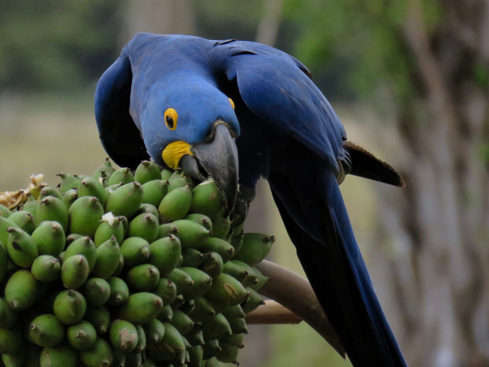 Hyacinth Macaw