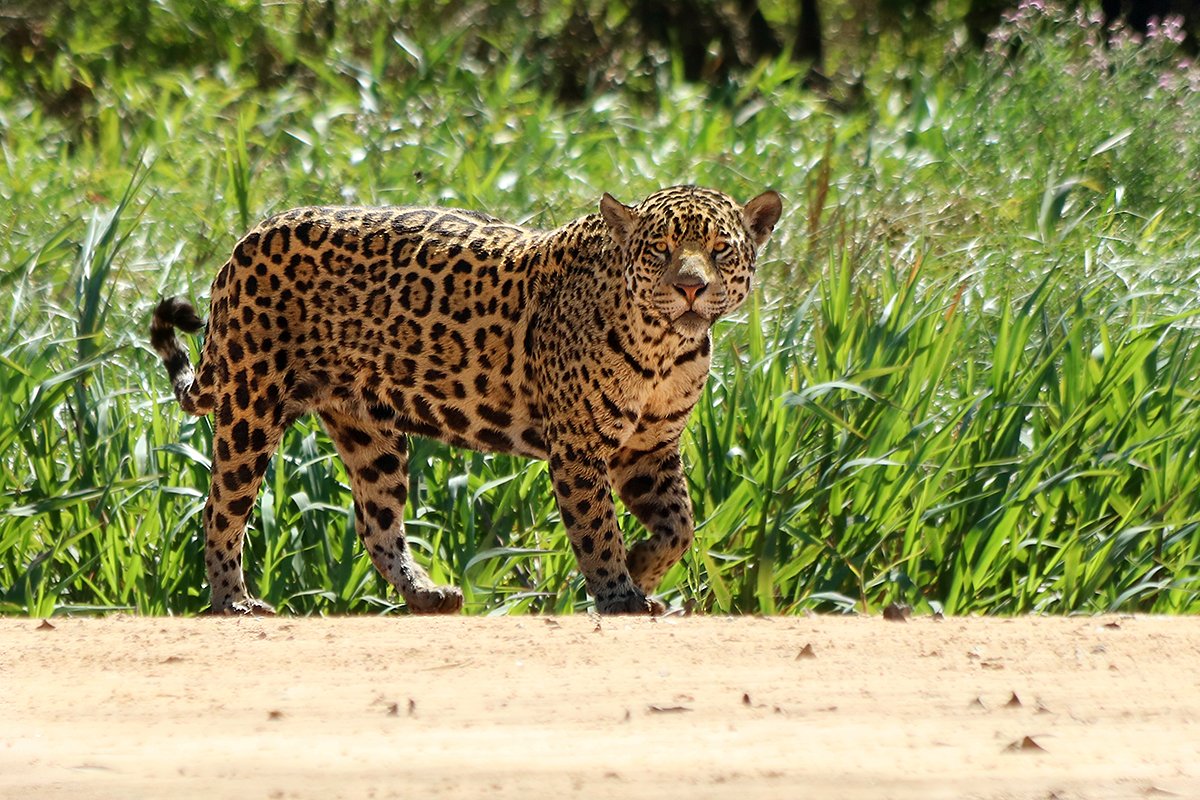 Jaguar