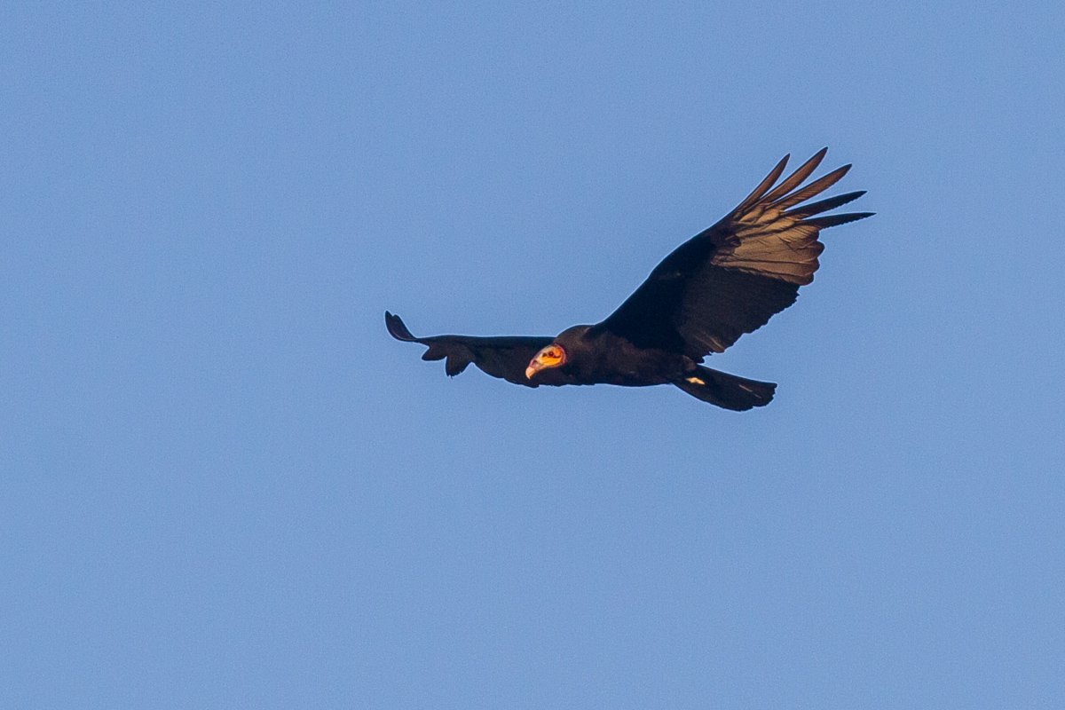 Lesser Yellow-headed Vulture