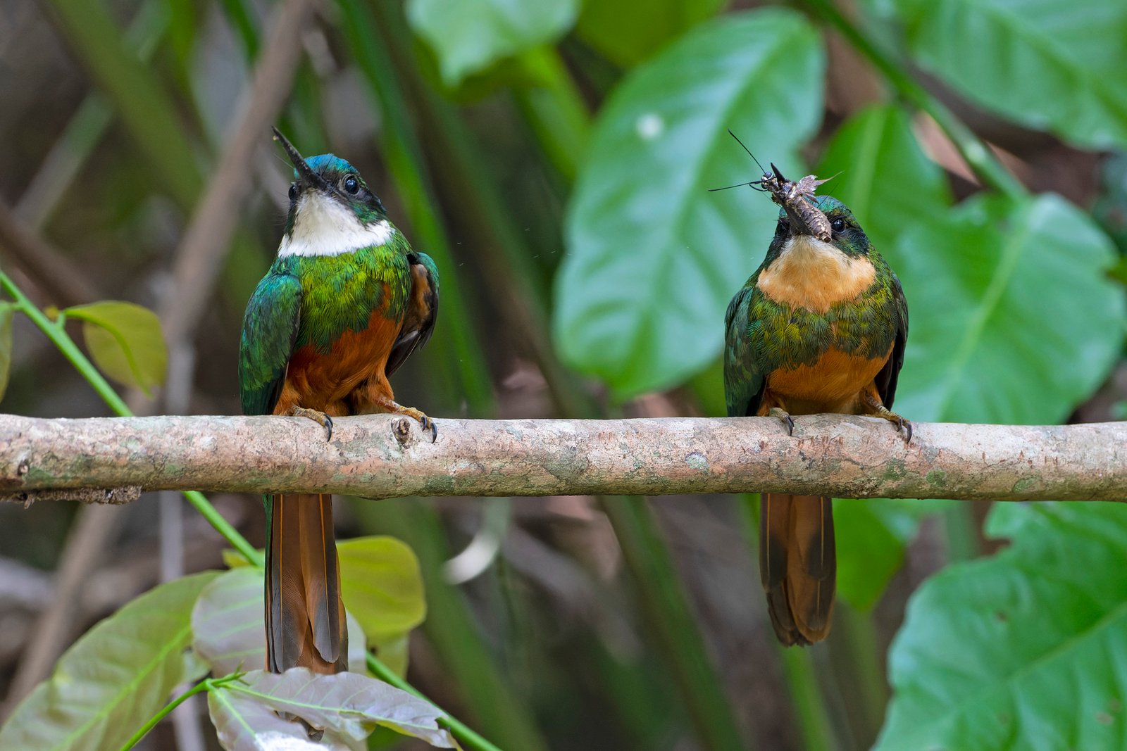 Rufous-tailed Jacamar