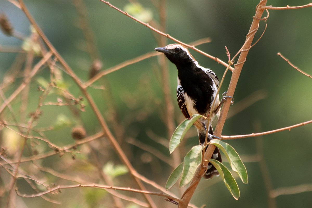 Rusty-backed Antwren