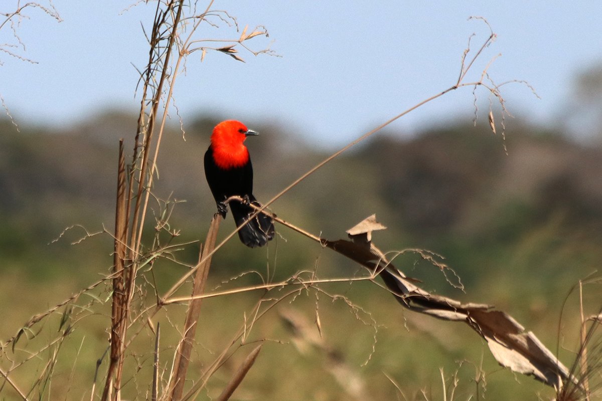 Scarlet-headed Mashbird