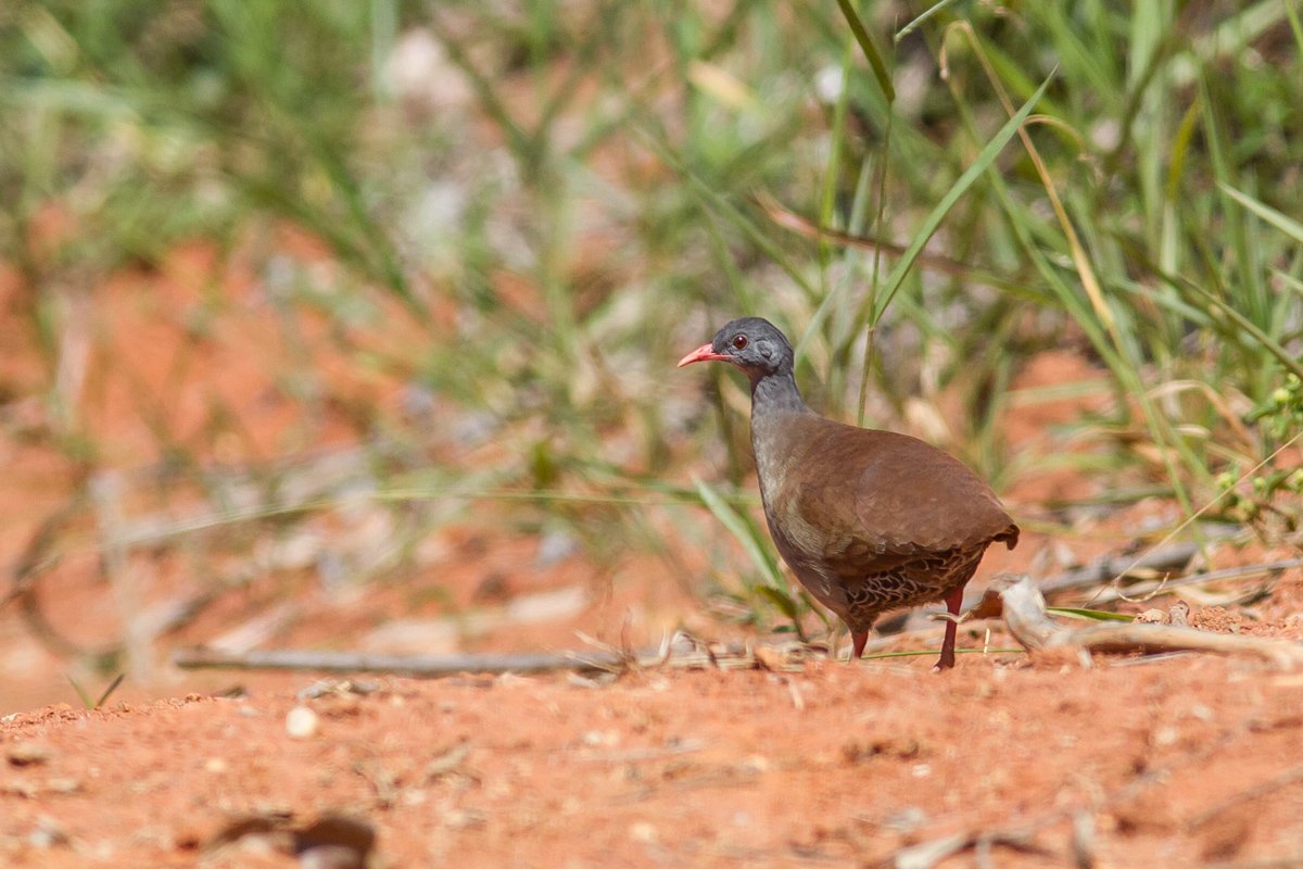 Small-billed Tinamou