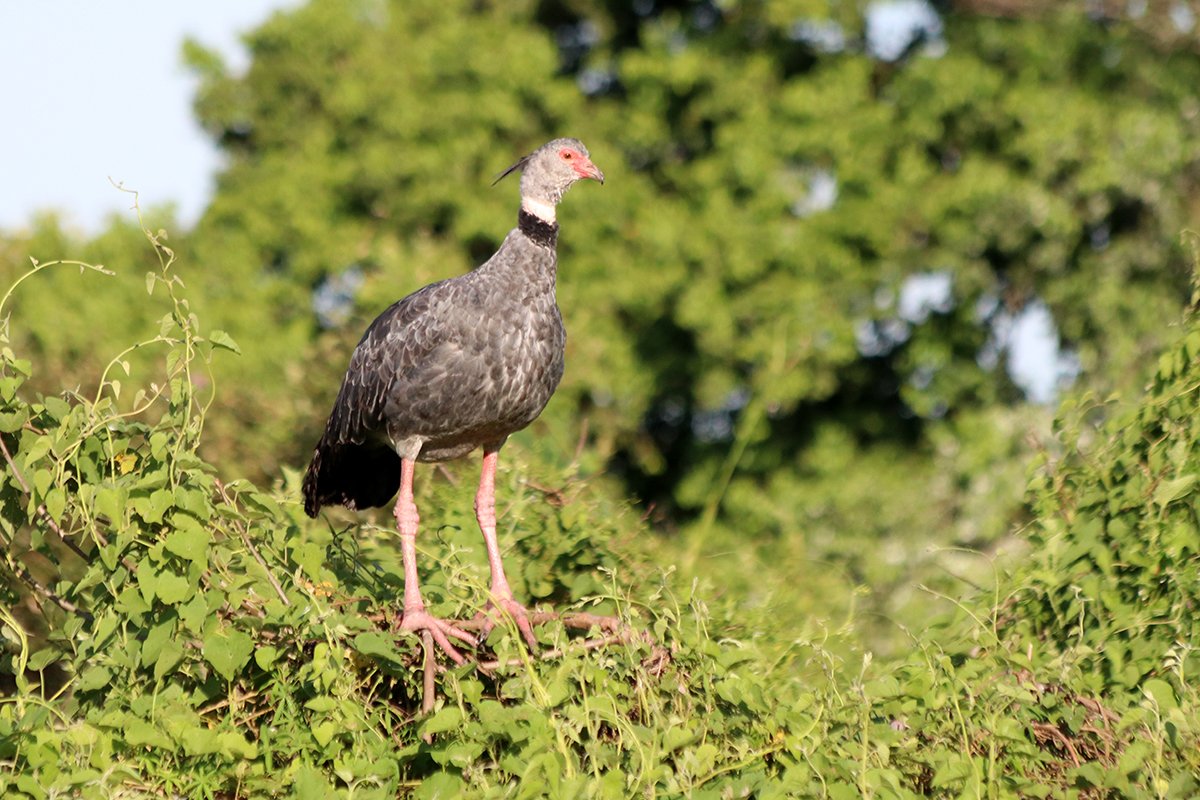 Southern Screamer