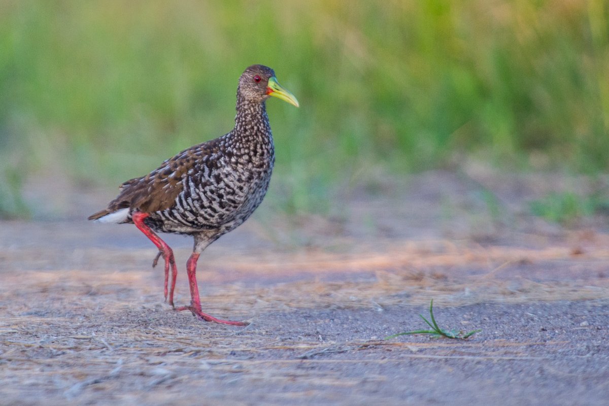 Spotted Rail