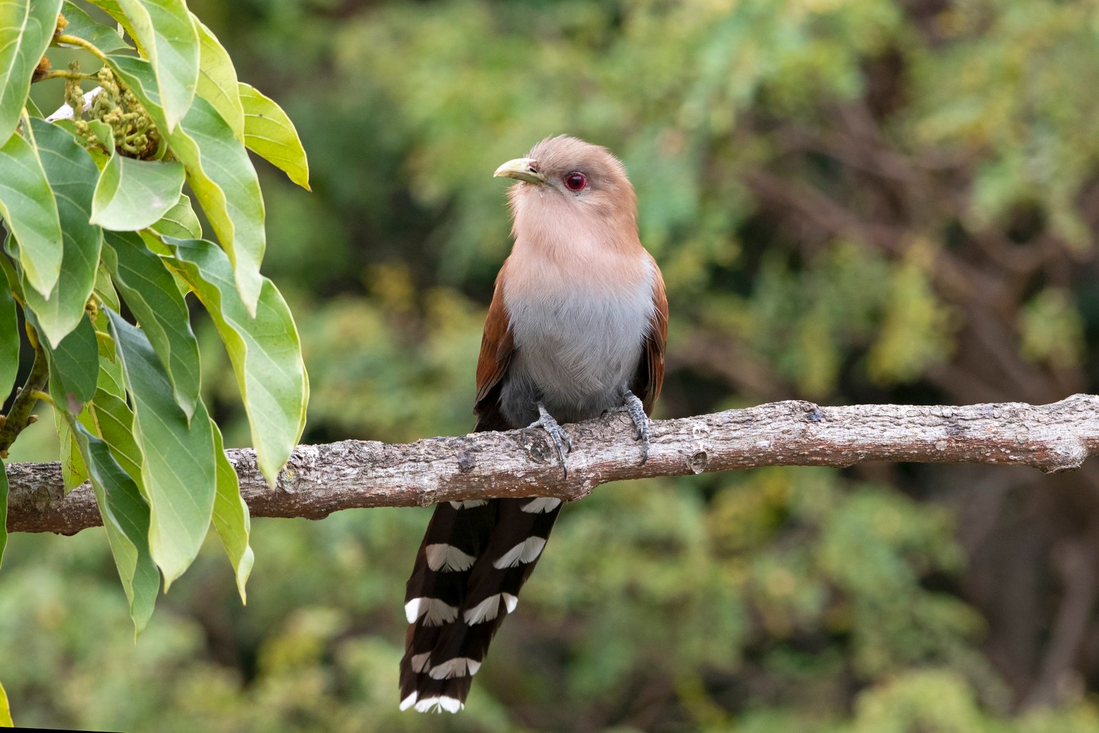 Squirrel Cuckoo