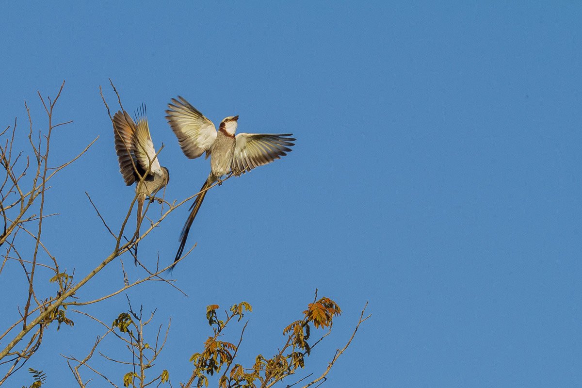 Streamer-tailed Tyrant