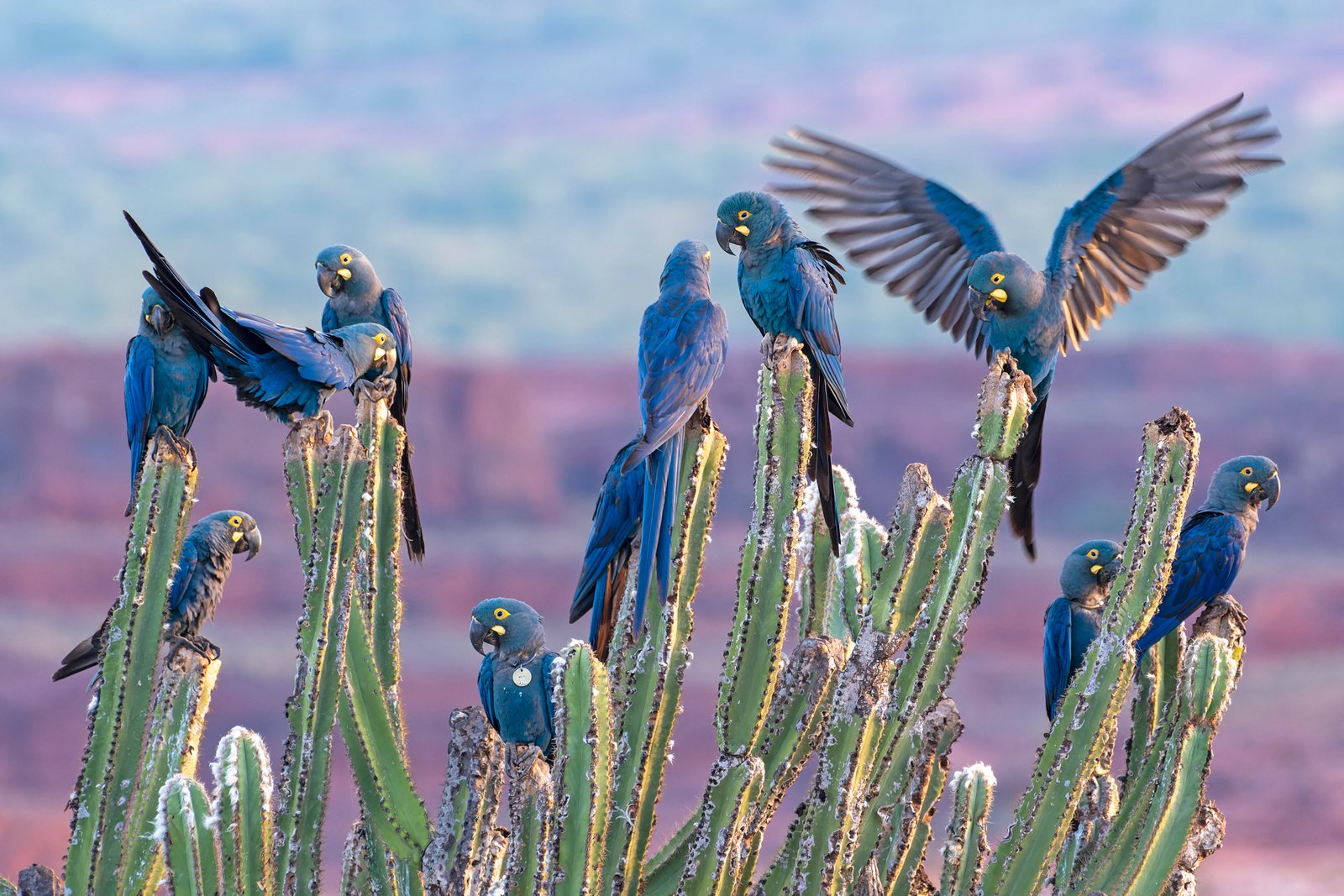 Lear's Macaw