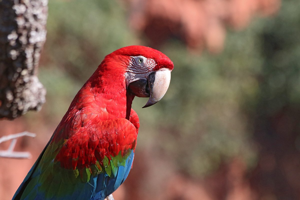 Red-and-green Macaw