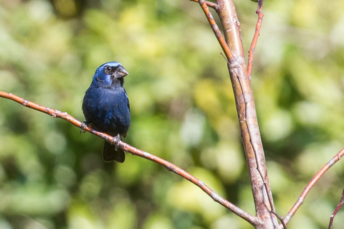 Ultramarine Grosbeak